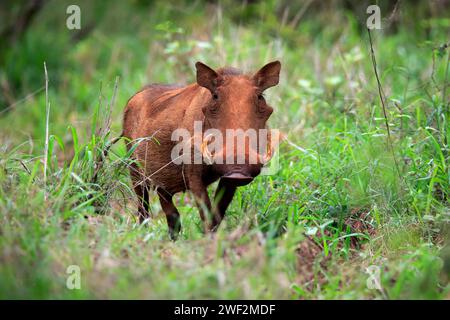 Warthog, (Phacochoerus aethiopicus), adulto, foraggiamento, allarme, Kruger National Park, Kruger National Park, Sudafrica, Africa Foto Stock