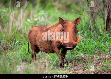 Warthog, (Phacochoerus aethiopicus), adulto, foraggiamento, allarme, Kruger National Park, Kruger National Park, Sudafrica Foto Stock