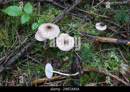 Lepiota felina, comunemente conosciuta come Cat Dapperling, fungo selvatico dalla Finlandia Foto Stock