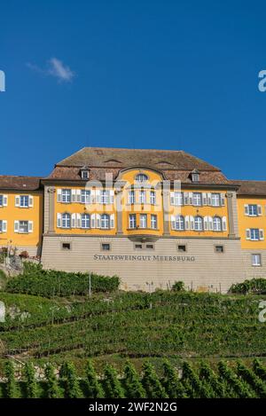 Meersburg sul lago di Costanza, azienda vinicola statale, vigneto, cielo azzurro, Baden-Wuerttemberg, Germania Foto Stock
