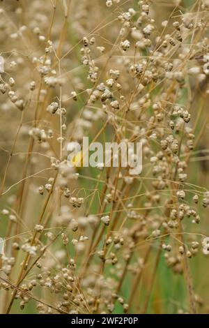 Terreni Briza, erba cipollina comune, teste di fiori verdi a forma di cuore e di colore viola che invecchiano fino a marrone chiaro Foto Stock