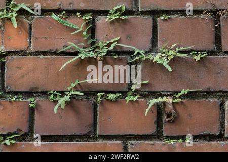 Ha interpretato un ruolo sorprendente Ferns in Brick Cities Foto Stock
