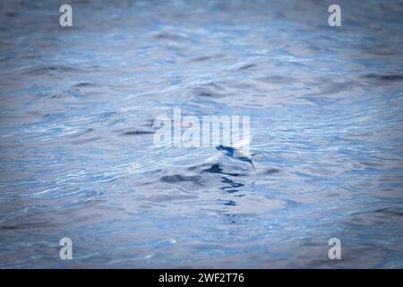 Pesce frizzante Hawaii, Maui Foto Stock