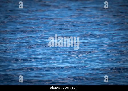 Pesce frizzante Hawaii, Maui Foto Stock