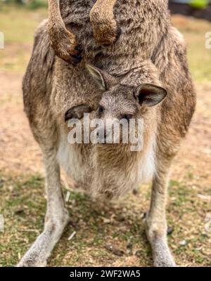 Primo piano di joey o di un piccolo canguro nella sacca anteriore della mamma. Foto Stock