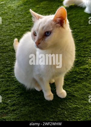 Gatto turco con ogni occhio di un colore diverso. Foto Stock