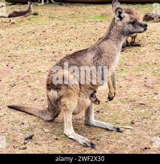 Primo piano di joey o di un piccolo canguro nella sacca anteriore della mamma. Foto Stock