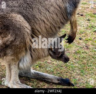 Primo piano di joey o di un piccolo canguro nella sacca anteriore della mamma. Foto Stock