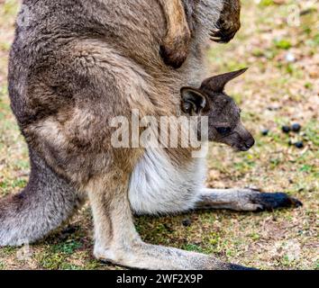 Primo piano di joey o di un piccolo canguro nella sacca anteriore della mamma. Foto Stock