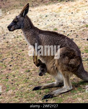 Primo piano di joey o di un piccolo canguro nella sacca anteriore della mamma. Foto Stock