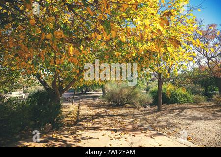 Paesaggio autunnale con strada nel parco cosparsa di foglie cadute Foto Stock