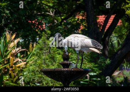 Sydney Australia, australian White ibis arroccato sulla fontana nel parco Foto Stock