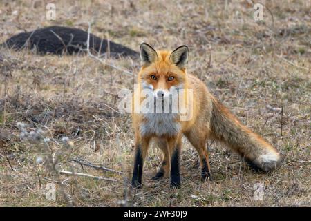 Curiosa volpe rossa selvaggia che guarda la macchina fotografica (Vulpes vulpes), animale a tutta lunghezza Foto Stock