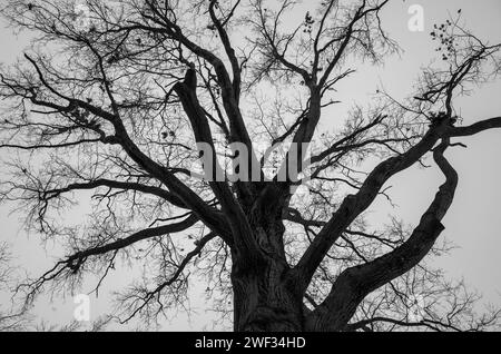 Un albero solitario e senza foglie si trova in posizione prominente in lontananza Foto Stock