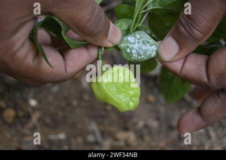 Un agricoltore sta ispezionando e tenendo sotto le foglie di peperoncino ricoperte di falde bianche. Le isole Whiteflies rappresentano una grave minaccia per le colture agricole Foto Stock