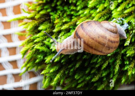 Una lumaca con le sue antenne che fuoriescono dal muschio. Foto Stock