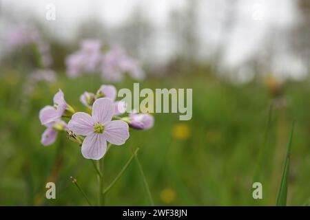 Primo piano naturale su un fiore di cucù rosa chiaro, camicia da donna, mayflower, o cameriere del latte, Cardamine pratensis in un prato Foto Stock