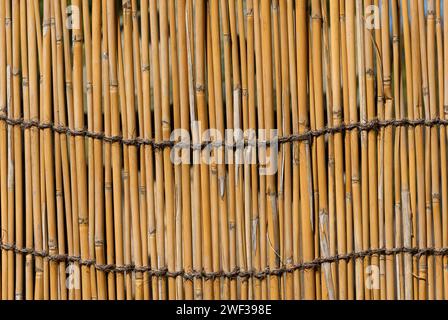 Canne di bambù gialle come sfondo Foto Stock