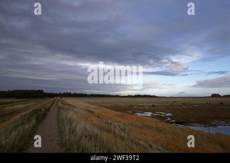 Galloway Cattle a Salt Marsh Foto Stock