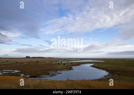 Galloway Cattle a Salt Marsh Foto Stock