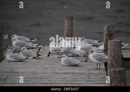 Testa nera i gabbiani Foto Stock