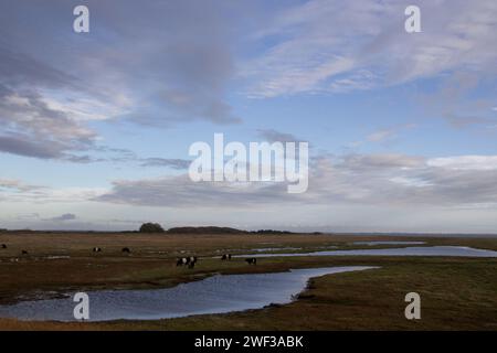 Galloway Cattle a Salt Marsh Foto Stock