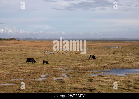 Galloway Cattle a Salt Marsh Foto Stock