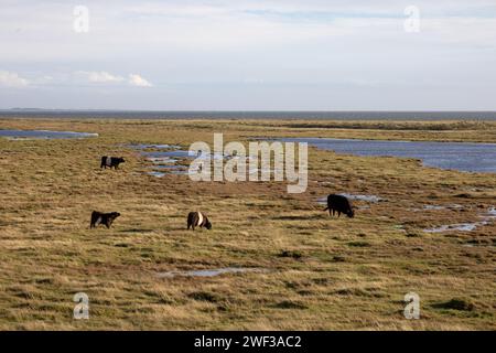 Galloway Cattle a Salt Marsh Foto Stock