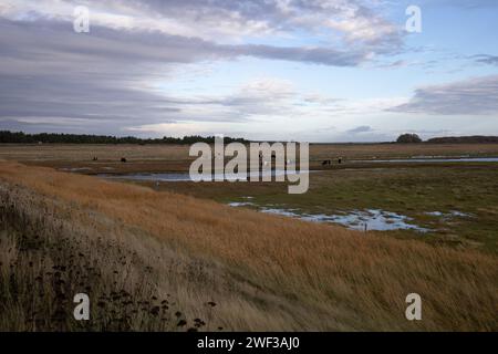 Galloway Cattle a Salt Marsh Foto Stock