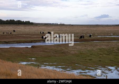 Galloway Cattle a Salt Marsh Foto Stock