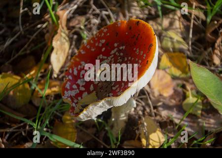 Amanita muscaria Foto Stock