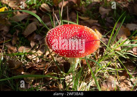 Amanita muscaria Foto Stock