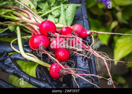 Ruscelli rossi appena raccolti con foglie verdi su una panchina da giardino Foto Stock
