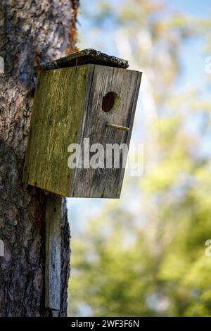 Vecchia scatola di nidificazione in legno rotta per la molla Foto Stock