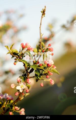 Un ramo giovane di un melo che si estende verso l'alto con gemme rosa che non si sono ancora aperte. Foto Stock