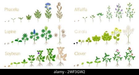 Cicli di crescita di piante di letame verde su un bianco. Illustrazione Vettoriale