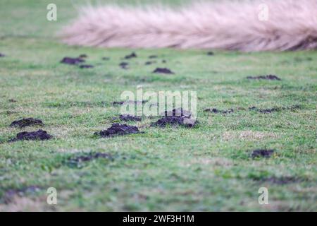 Maulwurfhügel auf einer Wiese *** Molehills in a Meadow Copyright: XLobeca/RHx Foto Stock