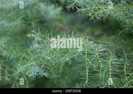 La criptomeria japonica cristata è un cedro giapponese con un tipico roostercomb. Dettaglio, sfondo verde conifere naturale, messa a fuoco selettiva Foto Stock