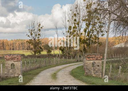 Vialetto curvo con alberi invernali ricoperti da piante di vischio Foto Stock