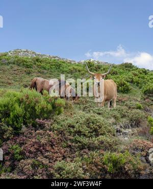 Bestiame di montagna semi-selvatico proveniente dal Parco Nazionale di Peneda Geres, a nord del Portogallo Foto Stock