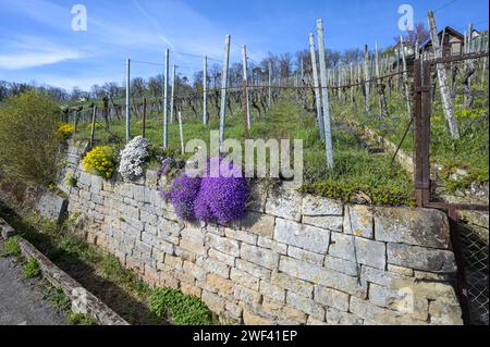 La natura si risveglia nel vigneto: Fiori colorati su una parete del vigneto in primavera Foto Stock