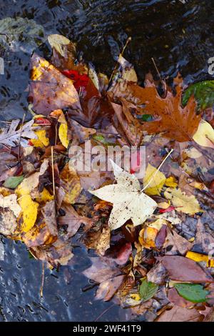 Foglie cadute colori assortiti sott'acqua Foto Stock