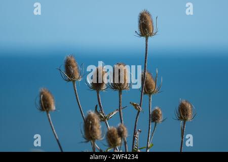 Un gruppo di semi di cavalletta si dirige verso il mare blu. Fotografato a Nose's Point, Seaham, County Durham Foto Stock