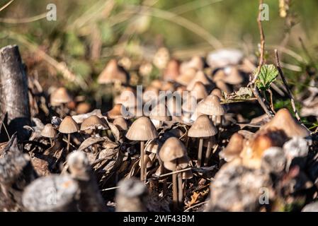 Funghi di legno sulle montagne del lago di Como, Italia Foto Stock