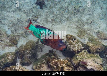 Ho incontrato questo bellissimo pesce pappagallo arcobaleno mentre fai snorkeling alle Bermuda Foto Stock