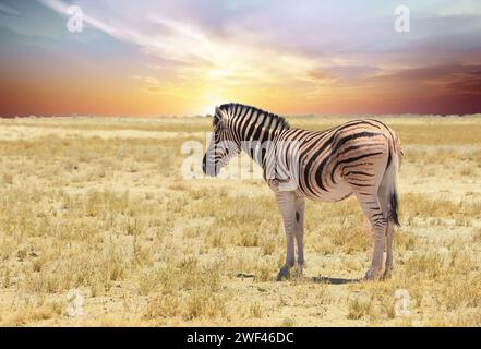 Una Zebra solitaria che sorge sulle vaste pianure africane vuote e aride, con un bel cielo azzurro pallido. Foto Stock