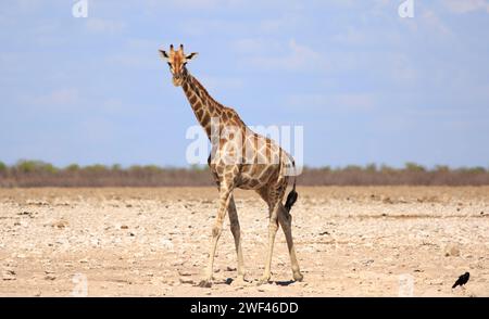 Una giraffa adulta che guarda in macchina fotografica con le vaste pianure aride vuote sullo sfondo a Etosha, Namibia Foto Stock