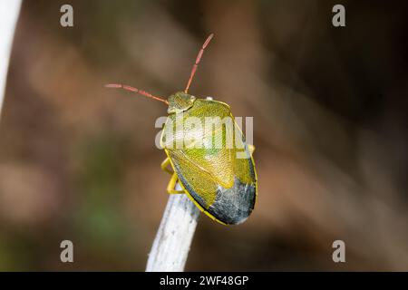 Alla fine di un ramoscello, forse in procinto di prendere il volo, si trova un gorse schermato splendidamente colorato (Piezodorus lituratus). Tunstall, Sunderland, Regno Unito Foto Stock