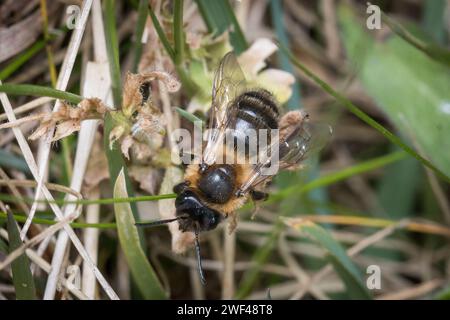 Un'ape (forse un'ape mineraria del cioccolato, Andrena scotica) che si arrampica nell'erba. Tunstall Hills, Sunderland, Regno Unito Foto Stock