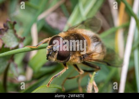 Un grande hoverfly (Eristalis sp) che si aggrappa tra la vegetazione. Tunstall Hills, Sunderland, Regno Unito Foto Stock